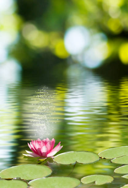 istock image of lotus flower on the water 855840466