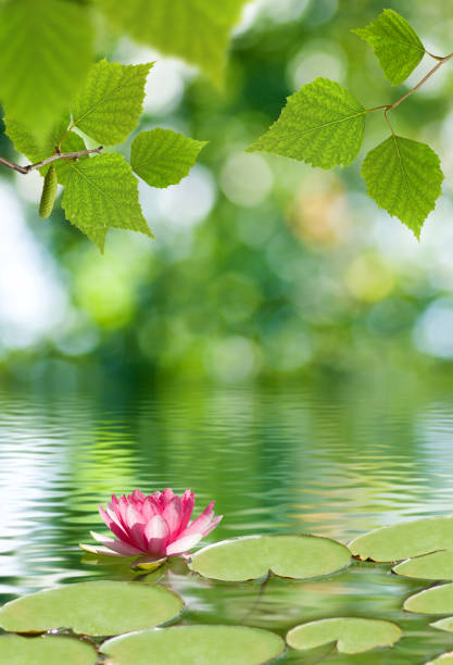 istock image of lotus flower on the water 855840484