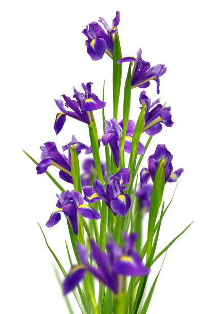 istock isolated image of beautiful flowers close-up 855840710
