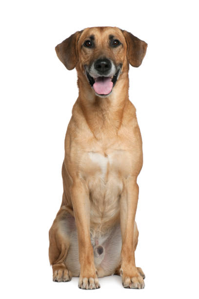 Mixed Malinese dog Mixed Malinese dog, 6 years old, sitting in front of white background mongrel dog stock pictures, royalty-free photos & images