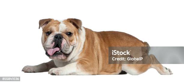 Bulldog Inglés Foto de stock y más banco de imágenes de Acostado - Acostado, Perro, Vista de costado