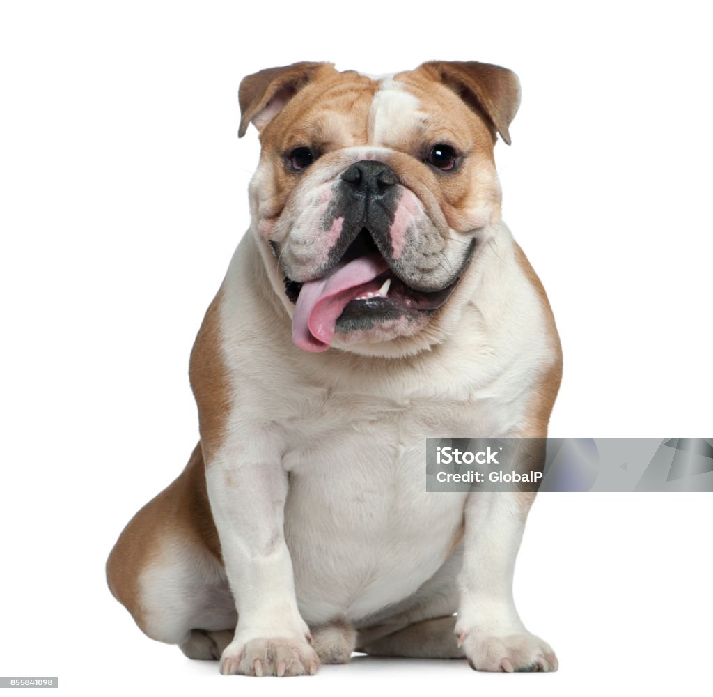 English bulldog English bulldog, 11 months old, sitting in front of white background Bulldog Stock Photo