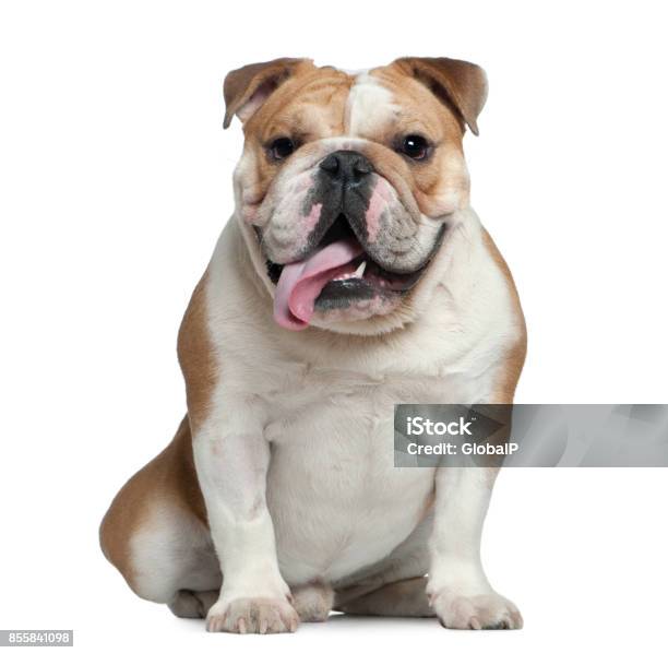 English Bulldog Stock Photo - Download Image Now - Bulldog, English Bulldog, White Background