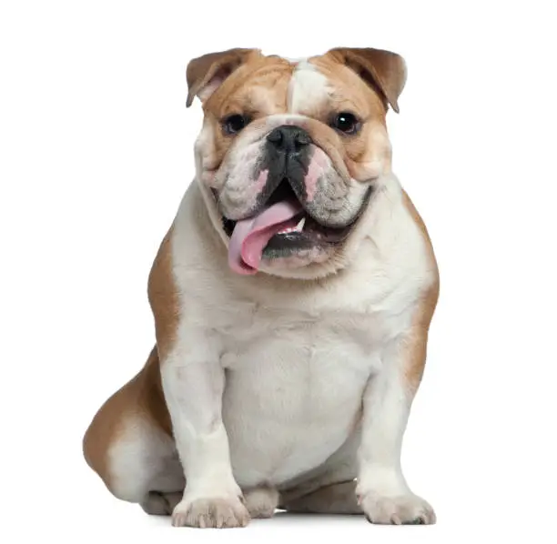 English bulldog, 11 months old, sitting in front of white background