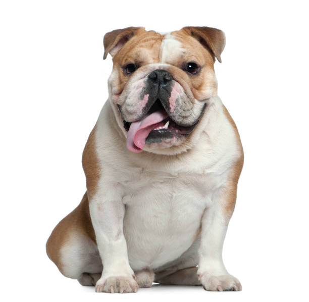 english bulldog - english bulldog imagens e fotografias de stock