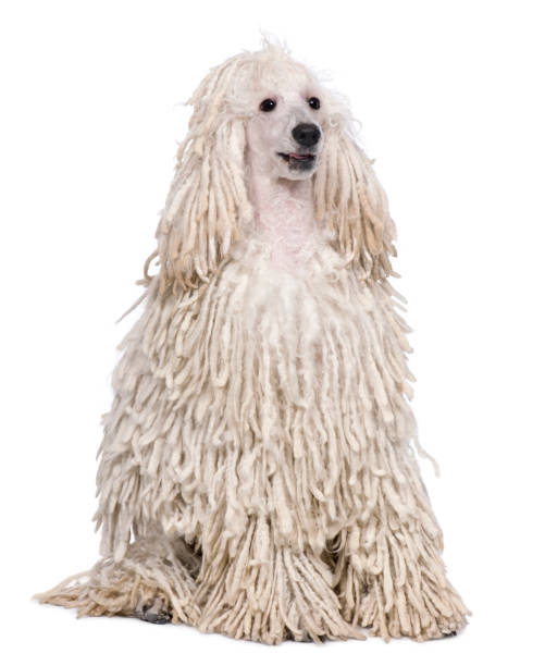 istock White Corded standard Poodle sitting in front of white background 855843208