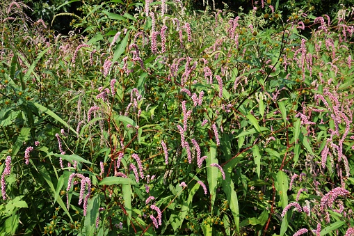 Knotweed is used as a spice and also has antibacterial and antipyretic effects as a medicine.