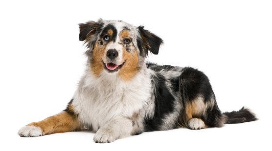 collie dog waits patiently for its owner.