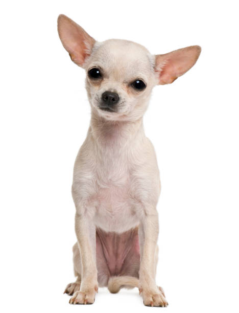 istock Chihuahua puppy 855843666