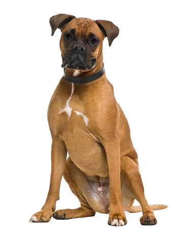 Boxer, 3 years old, in front of white background