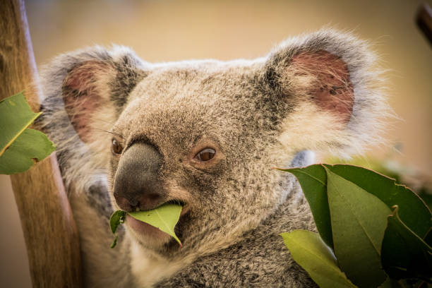 istock Cute Koala eating a gumleafCute Koala eating a gumleaf 855843962