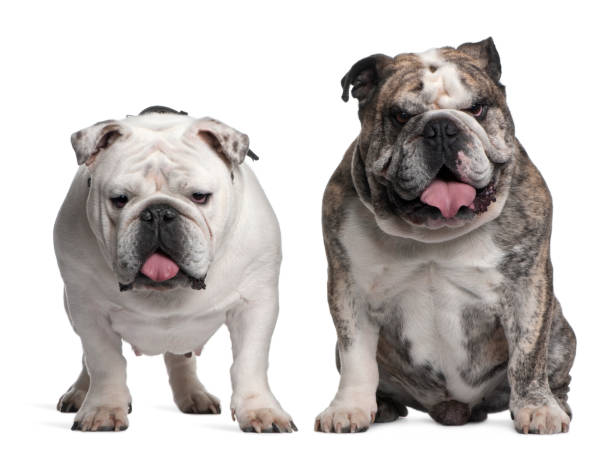 istock English Bulldogs 855844002