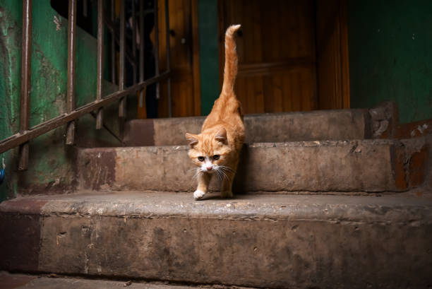 istock A stray cat in the stairwell 855844920