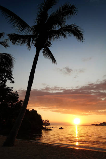 istock Silhouette of palm tree during orange sunset. 855847332