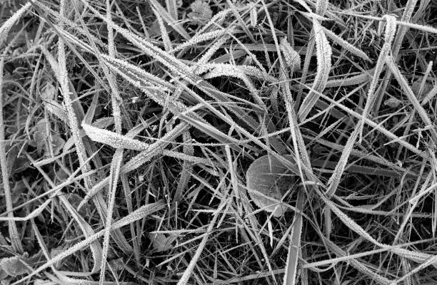 istock Nature: Rime covered meadow on a cold November morning 855848012