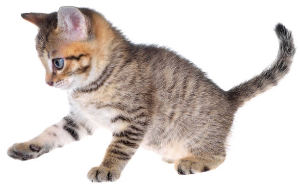 istock Shorthair brindled kitten playful isolated. 855848998