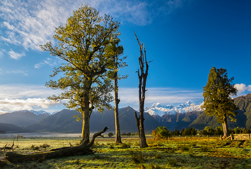 Kahikatea trees on New Zealand's South Island, with the southern Alps beyond.