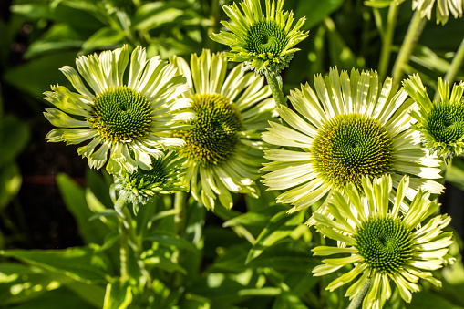 group of sunny blooming flowers of green jewel Echinacea or coneflowers in closeup in perennial garden, flora or homeopathic alternative medicine