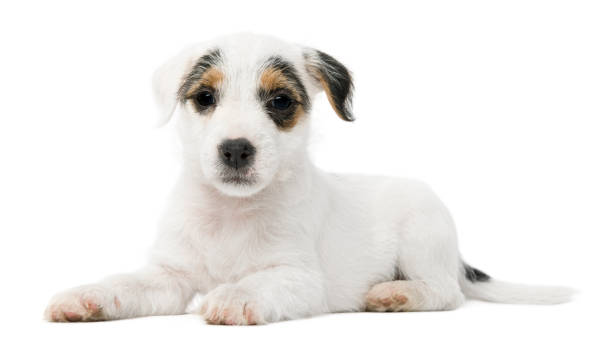 istock Parson Russell Terrier puppy lying in front of white background 855852380