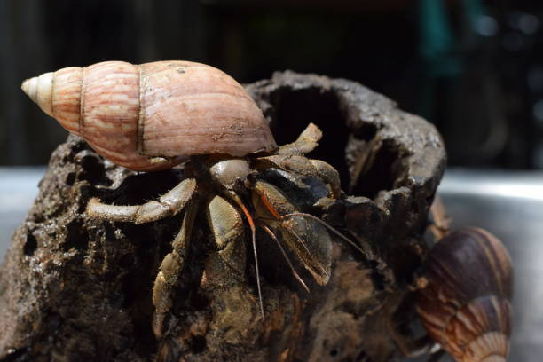 1 granchio eremita trovato la strada di casa al guscio di lumaca giapponese nero - land hermit crab foto e immagini stock