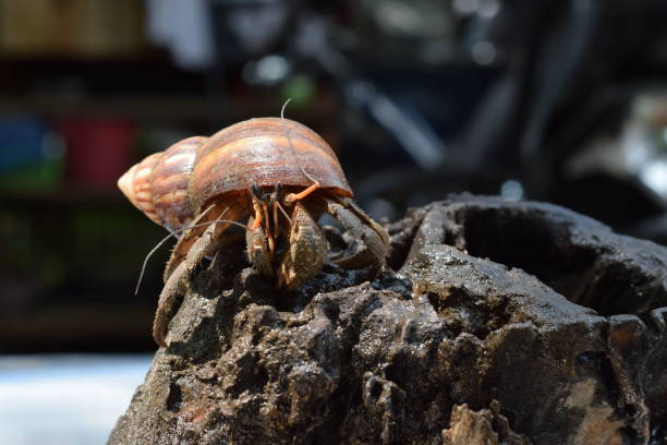 1 granchio eremita trovato la strada di casa al guscio di lumaca giapponese nero - land hermit crab foto e immagini stock