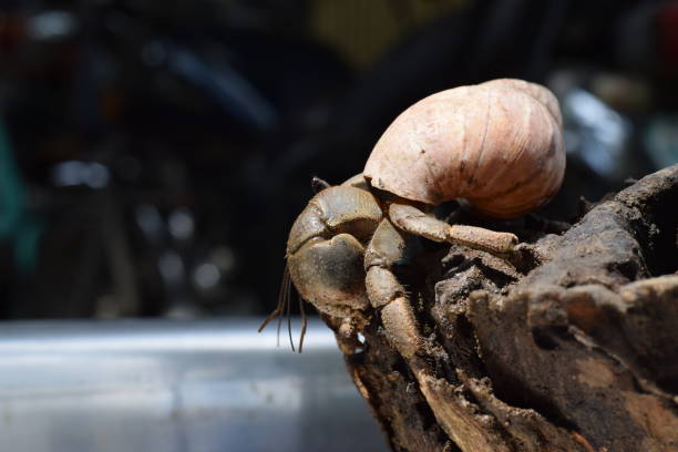 1 un cangrejo ermitaño encontró su camino a casa en concha de caracol japonés negro - land hermit crab fotografías e imágenes de stock