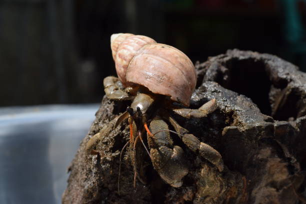 1 한 소라 게 검은 일본 달팽이 껍질에서 나름대로 집 발견 - hermit crab pets animal leg shell 뉴스 사진 이미지