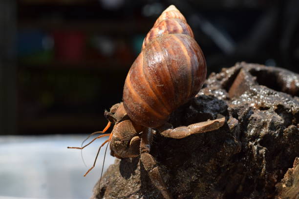 1 one hermit crab found its way home at black japanese snail shell - hermit crab pets animal leg shell imagens e fotografias de stock