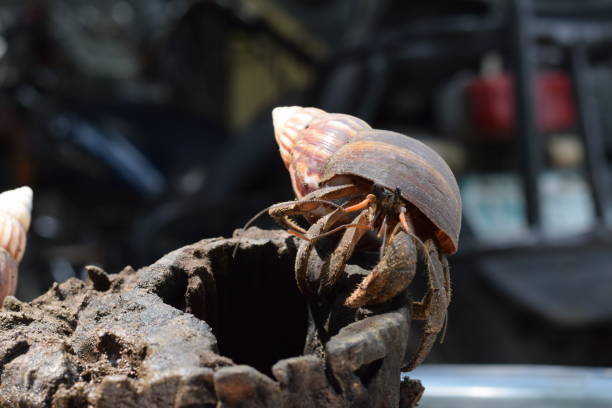 1 un cangrejo ermitaño encontró su camino a casa en concha de caracol japonés negro - land hermit crab fotografías e imágenes de stock