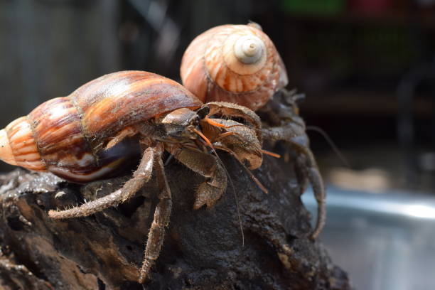 2 due granchi eremiti hanno trovato la strada di casa al guscio di lumaca giapponese nero - land hermit crab foto e immagini stock