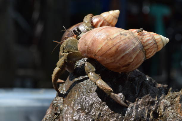 2 dos cangrejos ermitaños encontrar su camino a casa en concha de caracol japonés negro - land hermit crab fotografías e imágenes de stock