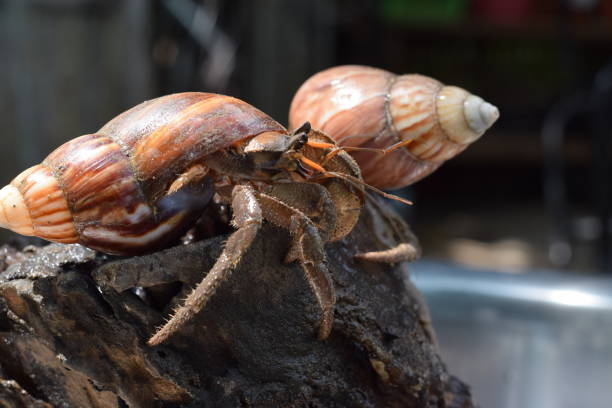 2 due granchi eremiti hanno trovato la strada di casa al guscio di lumaca giapponese nero - land hermit crab foto e immagini stock