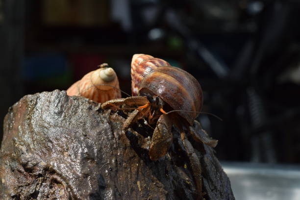 2 deux bernards l’ermite a trouvé le chemin du retour à coquille d’escargot japonais noir - hermit crab pets animal leg shell photos et images de collection