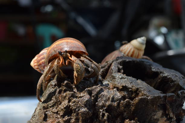 2 two hermit crabs found their way home at black japanese snail shell - hermit crab pets animal leg shell imagens e fotografias de stock