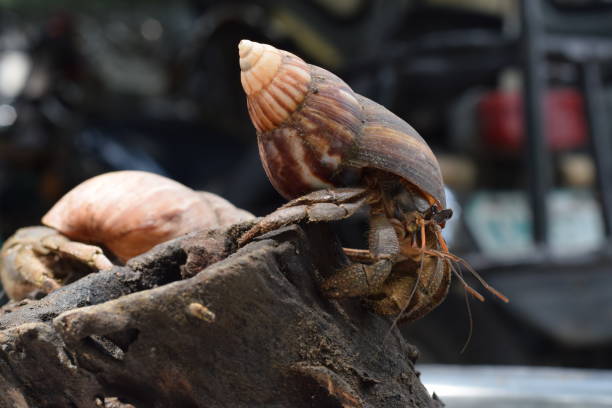 2 due granchi eremiti hanno trovato la strada di casa al guscio di lumaca giapponese nero - land hermit crab foto e immagini stock