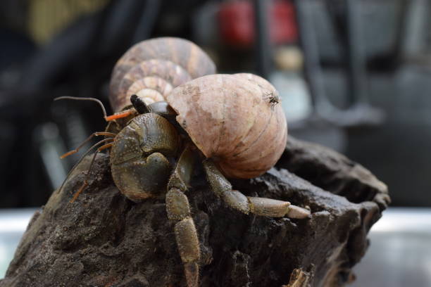 2 deux bernards l’ermite a trouvé le chemin du retour à coquille d’escargot japonais noir - hermit crab pets animal leg shell photos et images de collection
