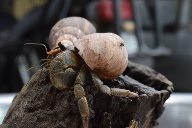 2 two hermit crabs found their way home at black japanese snail shell - hermit crab pets animal leg shell imagens e fotografias de stock