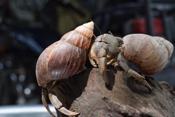 2 two hermit crabs found their way home at black japanese snail shell - hermit crab pets animal leg shell imagens e fotografias de stock