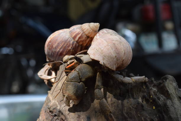 2 dos cangrejos ermitaños encontrar su camino a casa en concha de caracol japonés negro - land hermit crab fotografías e imágenes de stock