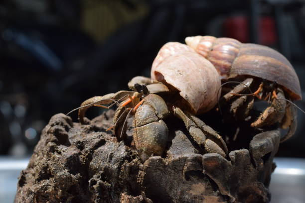 2 two hermit crabs found their way home at black japanese snail shell - hermit crab pets animal leg shell imagens e fotografias de stock