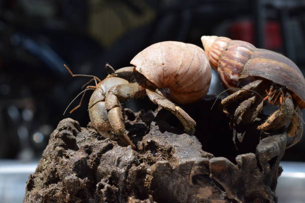 2 dos cangrejos ermitaños encontrar su camino a casa en concha de caracol japonés negro - land hermit crab fotografías e imágenes de stock