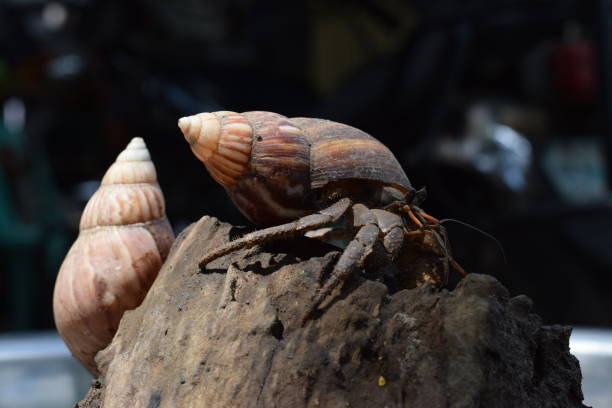 2 두 소라 게 검은 일본 달팽이 포탄에 그들의 집에는 길에 발견 - hermit crab pets animal leg shell 뉴스 사진 이미지