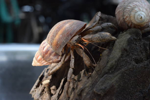 2 two hermit crabs found their way home at black japanese snail shell - hermit crab pets animal leg shell imagens e fotografias de stock