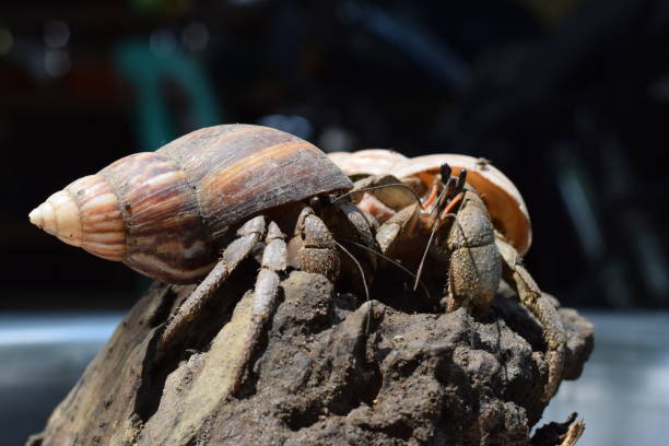 2 due granchi eremiti hanno trovato la strada di casa al guscio di lumaca giapponese nero - land hermit crab foto e immagini stock