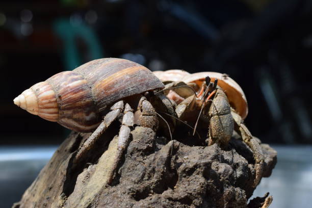 2 두 소라 게 검은 일본 달팽이 포탄에 그들의 집에는 길에 발견 - hermit crab pets animal leg shell 뉴스 사진 이미지