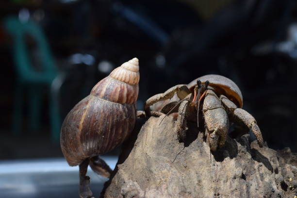 2 dos cangrejos ermitaños encontrar su camino a casa en concha de caracol japonés negro - land hermit crab fotografías e imágenes de stock