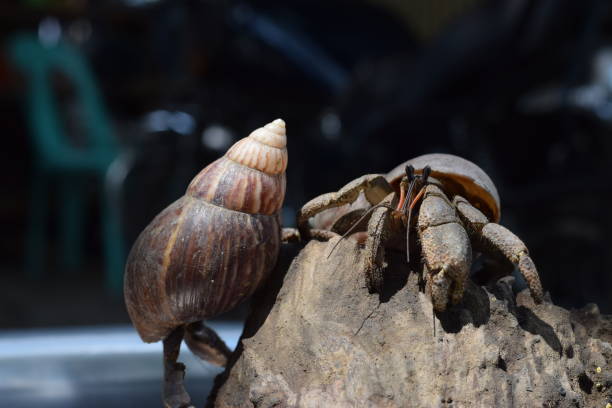 2 두 소라 게 검은 일본 달팽이 ��포탄에 그들의 집에는 길에 발견 - hermit crab pets animal leg shell 뉴스 사진 이미지