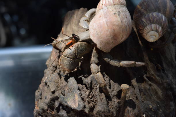 2 due granchi eremiti hanno trovato la strada di casa al guscio di lumaca giapponese nero - land hermit crab foto e immagini stock