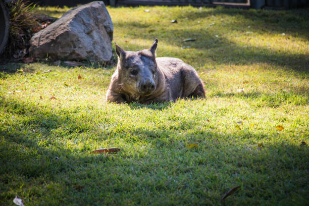 lazy wombat lounging in the grass - common wombat imagens e fotografias de stock