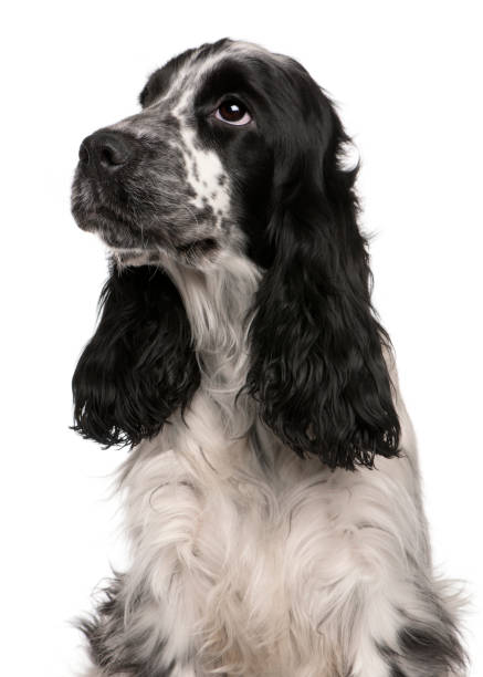 istock English Cocker Spaniel, 2 years old, in front of white background 855853258